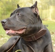 Leather Dog Collar for Agitation American Pitbull