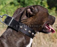 Super practical nylon collar for Pitbull