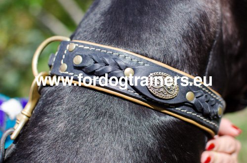 German Mastiff Dog Collar