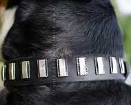 Luxury dog collar for deligthful walks ★