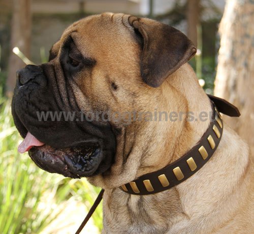 Leather decorated collar for Bullmastiff 