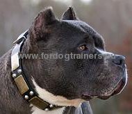 Decorated leather collar for Pit bull super
quality