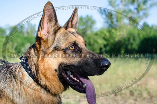 Studded leather dog collar for German Shepherd