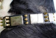 Leather Collar Design with Silver Plates and Bronze Spikes