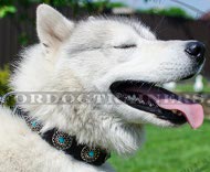 Dog Collar with Embossed Round Plates for
Husky
