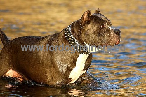 First-class spiked collar with studs for Pit
Bull