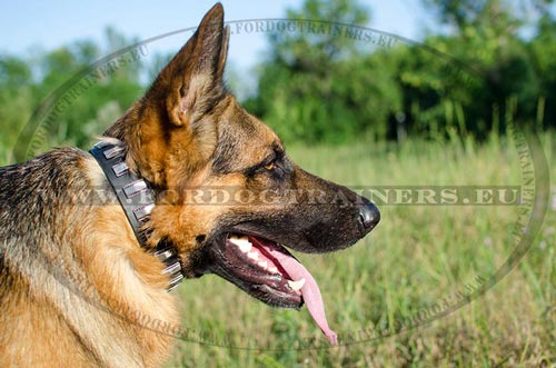 Leather collar for comfort and control of German Shepherd