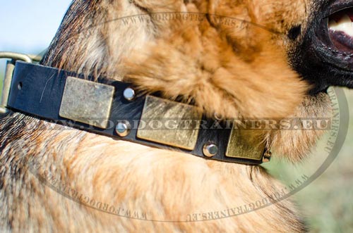 Walking leather dog collar decorated