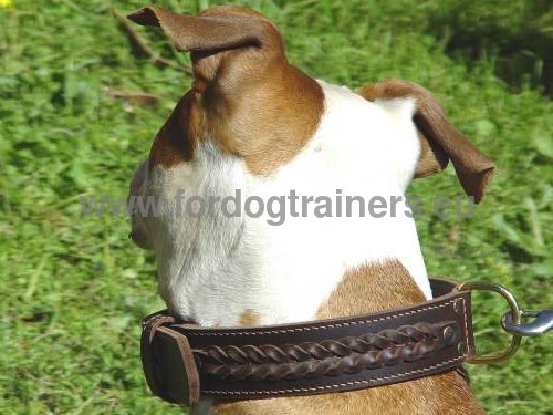 Braided Dog Collar for Amstaff