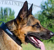 Leer hondenhalsband voor identificatie