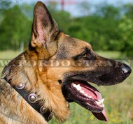 Nylon dog collar for German Shepherd, adorned with round plates