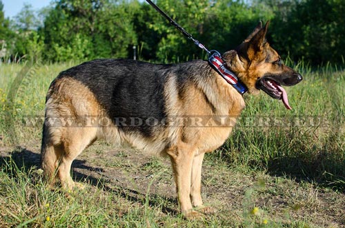 Truely American German Shepherd with his special
painted collar