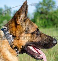 Leather dog collar ornamented with plates for German Shepherd