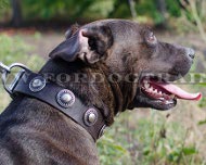 Pitbull leather collar
ornamented with round embossed plates