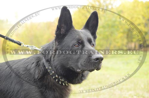 Impressive luxurious dog collar for German Shepherd