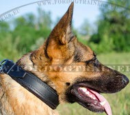 Padded Collar Classical Style for German Shepherd Wide