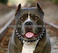 Leather dog collar with nickel-plated spikes
for Pitbull