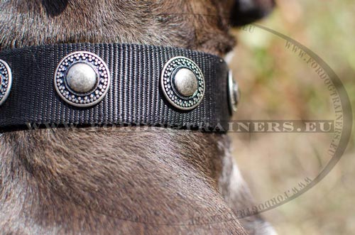 Exceptional nylon dog collar for Pitbull decorated