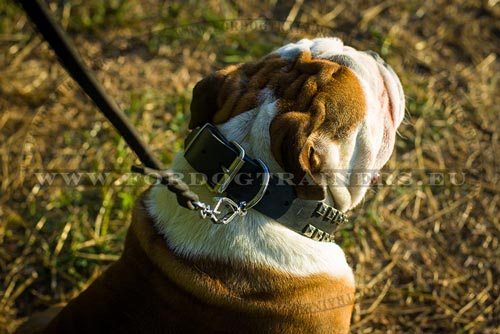 Bulldog Collars Collection - Studded Collar
