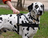 Dalmatian Tracking /Pulling/Walking Leather Dog Harness H5