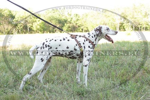 Leather Harness for Dalmatian