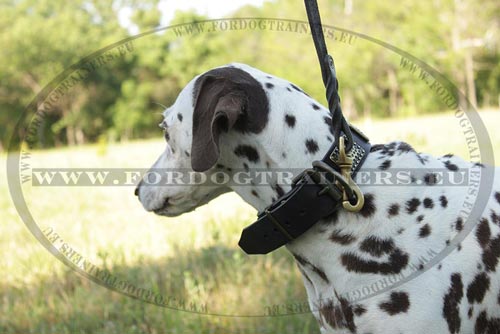 popular Plated dog Collar