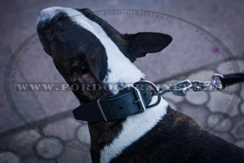 Thick Dog Collar for Bull Terrier
