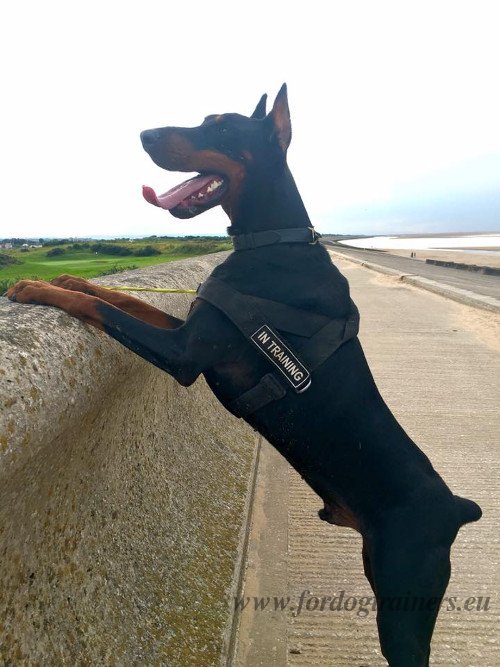 Doberman Training Harness with Patches