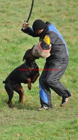 Doberman pedant le dressage  l'attaque