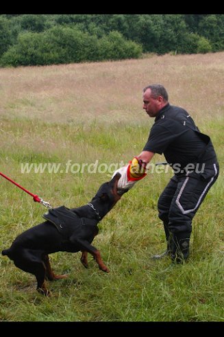 Dog Attack and Protection
          Training