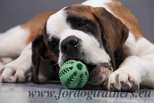 Non-toxic Ball for Dogs