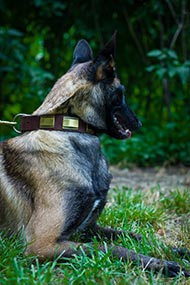 Wide Dog Collar with Brass Plates for Malinois