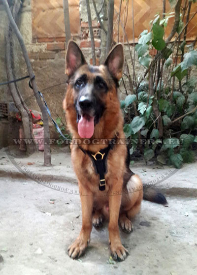 Dog Harness for Large German Shepherd for Training