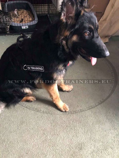 Dog Training Nylon Harness for GSD