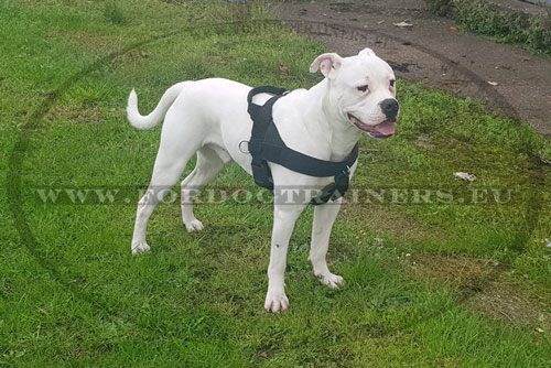 Dog Harness with Handle on Top Ambull