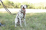 Long Leather Lead for Dalmatian