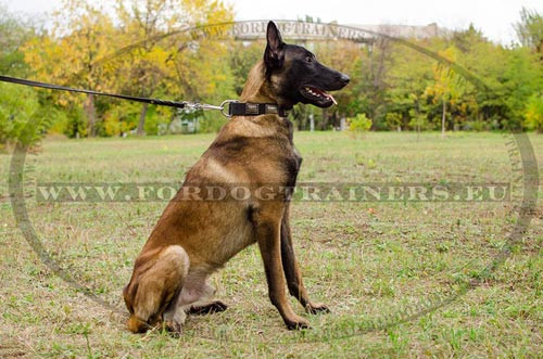 Leather and Nickel Collar for Malinois Dog