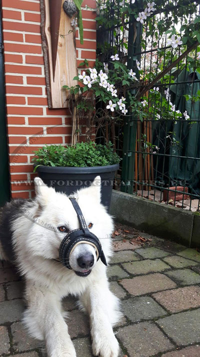 Halti Dog Muzzle Leather
