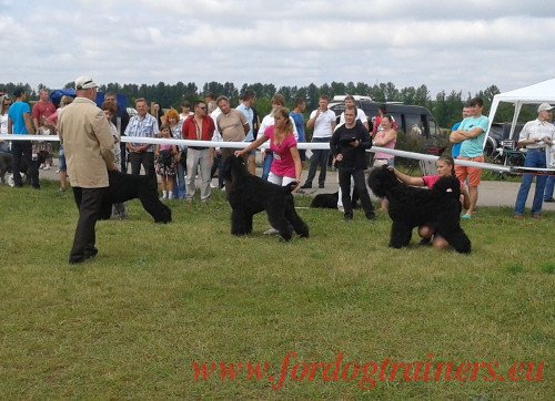 Dog Ring in Ukraine