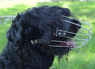 Black Russian Terrier Large Wire Basket dog muzzle