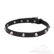 Collar for Dog with Chromed Studs