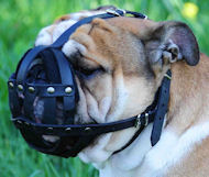 English Bulldog Everyday Light Weight Ventilation Dog muzzle