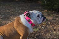Pink Leather Collar for English Bulldog