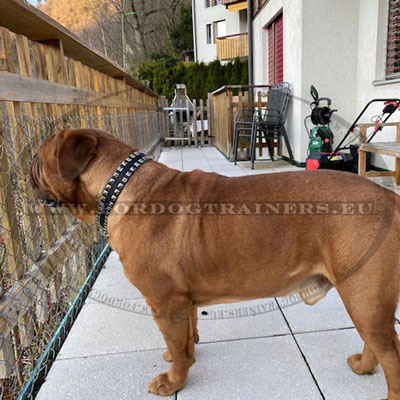 Genuine Leather Studded Dog Collar for Molosser Dog