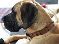 Decorated Leather Collar for Great Dane