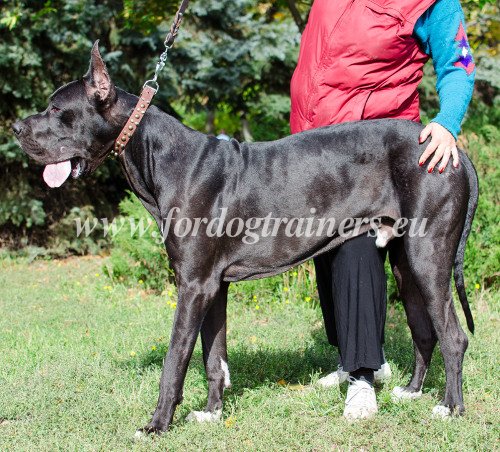 Extra Large Dog Collar for Great Dane