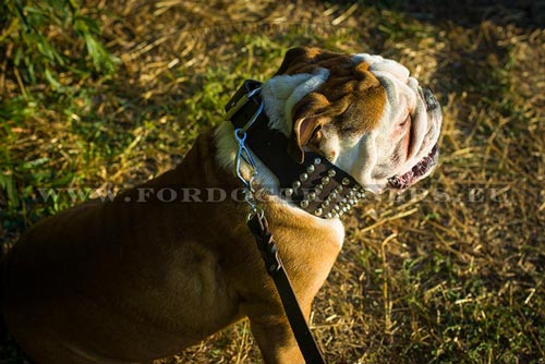 Cool Studded Collar for English Bulldog
