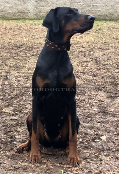 Embossed Leather Dog Collars for Dobermann
