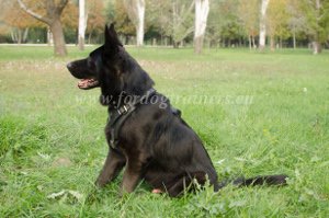 Tracking Dogs: GSD