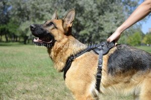 Dog Tracking Training Harness